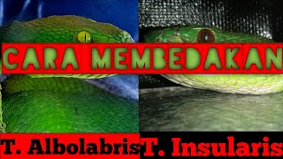 CARA MEMBEDAKAN  TRIMERESURUS ALBOLABRIS DENGAN TRIMERESURUS INSULARIS [upl. by Charleton14]