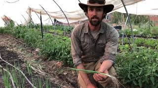 ScallionsGreen Onions How to grow harvest and prepare [upl. by Byrann]