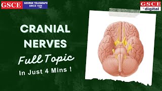 Cranial Nerves  Super Easy Short Trick  By Preetha Maam  Cranial Nerves List  Biology Class [upl. by Lars]