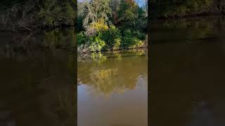 Epic ￼￼ chinook salmon battle ￼ Wisconsin Lake Michigan tributary ￼￼ dolphin jump CrocodileSpoon [upl. by Yblek]