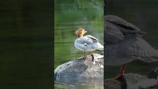 Mergansers Quick Getaway shorts wildlife nature adventure canoe camping birds relaxing [upl. by Aivatal853]