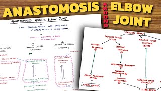 Anastomosis Around Elbow Joint  Elbow Joint Anatomy 34 [upl. by Kehoe532]