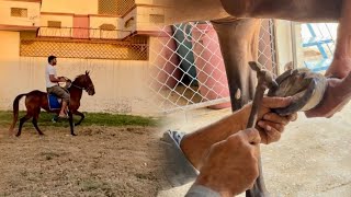 Horse Shoes Lagny K Bad Roach Nay Bhagna Shuru Kr Dia 😍 [upl. by Ecirtaed436]