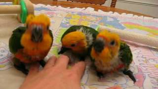 7 week old baby Jenday Conures [upl. by Ecnerwal]