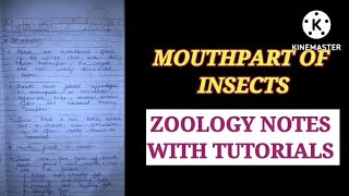 MOUTHPART OF INSECTS HINDI EXPLAINATION insectmouthpart zoologynotes entomologybsczoology y [upl. by Tterej422]