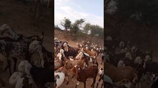 sorts video gujari nasal bakri [upl. by Leunam]