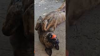 Doobs got tricks 4 days shepherd dog tricks [upl. by Addy]