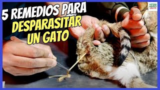 🐈 ¿CÓMO DESPARASITAR A UN GATO INTERNAMENTE CON REMEDIOS NATURALES Y CASEROS🐈 [upl. by Ginder835]