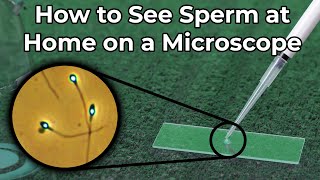 How to See Sperm at Home Under a Microscope [upl. by Narba]