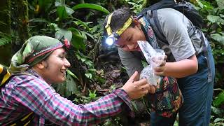 Golden Mission Conserving Panama’s Last Golden Frogs [upl. by Aerdnael]