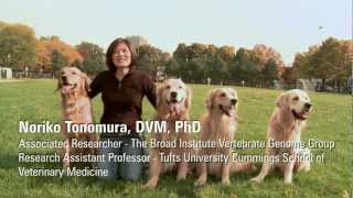 Clues to cancer Golden retriever cancer study [upl. by Malone]