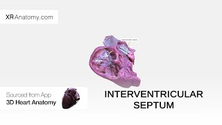 Interventricular septum [upl. by Onil]