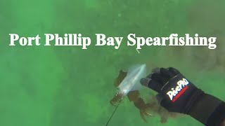 One Day Spearfishing in Port Phillip Bay [upl. by Sioux]