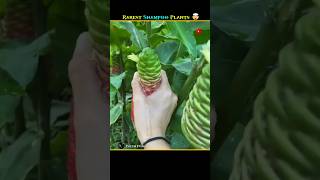 Shampoo Ginger Plant ll factopuja facts [upl. by Eesdnil]