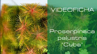 Proserpinaca palustris Cuba  Videoficha  Un toque diferente con sus hojas aserradas  PezVerde [upl. by Bakki713]