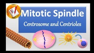 Spindle Centrosome centrioles chromosomal segregation [upl. by Nolahs]