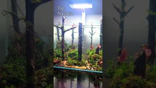 Lava Rock Aquascape [upl. by Costanzia]