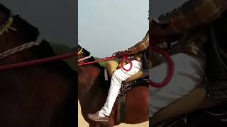 Millionaire horses Popular video village Sawai Madhopur Rajasthan Bilopa [upl. by Aciretehs]