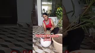 Golden Bamboo Plant luckyplant bamboo sorts trending gardening environmentemotion [upl. by Berni]