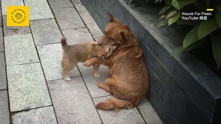 Found a Stray Mother Dog with Puppies Planned to Adopt but Discovered They Had an Owner [upl. by Cathyleen265]