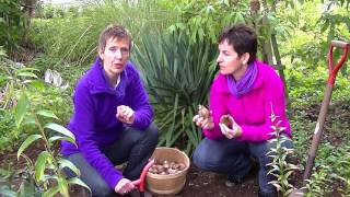 Episode 26 Tips for Planting Fall Bulbs [upl. by Annodas]