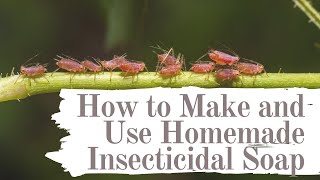 Safer Insecticidal Soap in 32oz  Quick Tips and How To with Chad Harris [upl. by Nillor167]