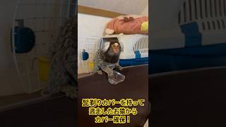 髭剃りカバーを持って逃走する猿🐒💨 [upl. by Peder]