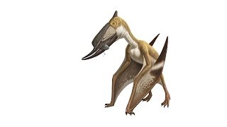 What Is a Pterosaur [upl. by Ravi]