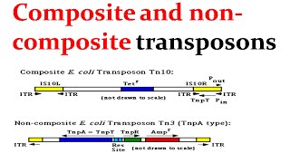 Composite and noncomposite transposons [upl. by Keven]