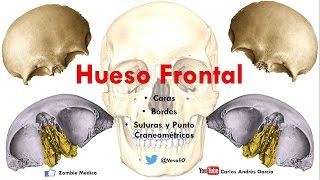 Anatomía  Hueso Frontal Caras Bordes Puntos Craneométricos [upl. by Adroj531]