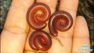 The Surprising Truth About Millipede and Snail Bait Nobody Tells You [upl. by Hpotsirhc140]