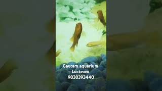 Ghost Fish Gautam aquarium Lucknow 9838393440 [upl. by Liagaba]