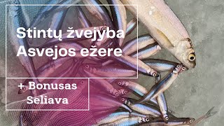 STINTŲ ŽVEJYBA ASVEJOS EŽERE  BONUSAS BOMBINĖ SELIAVA  Ловля корюшки  Smelt fishing [upl. by Greta]