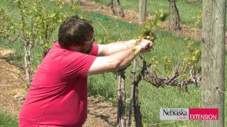 Pruning Grapevines [upl. by Eb]