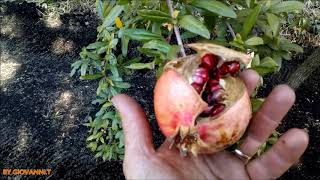 Quando seminare il melograno  quotAutunno o primavera  quot The pomegranate Punica granatum [upl. by Yecaj]