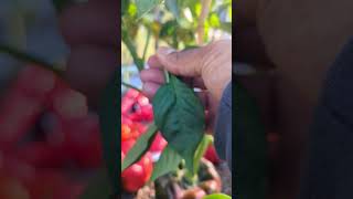 This is Stopping your Peppers From Turning Ripe  Do This NOW  tips gardening garden [upl. by Labana]