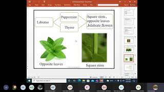 Phytochemistry  Lecture 2 832022 [upl. by Nnylidnarb]