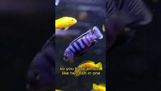 The BEST African Cichlid [upl. by Naz]