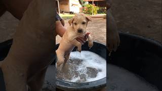 Missed bath for 3 days😅 Pastoral puppy dog [upl. by Reeta281]