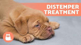 Treating DISTEMPER in DOGS at Home 🐶 [upl. by Yllah]