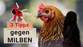 Die besten TIPPS gegen MILBEN im Hühnerstall 🐔 Hühnerhaltung [upl. by Chemaram296]