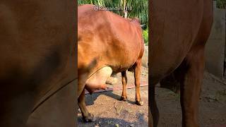 🥇First Lactation Top Gir Cow Of Nileshbhai Ahir 91 99748 11616 viralvideos cute milk new yt [upl. by Zavras792]