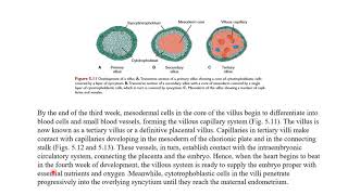 6 Development of Trophoblast [upl. by Lhok]