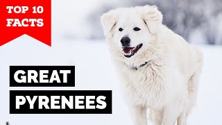 Great Pyrenees  Top 10 Facts [upl. by Allebasi]