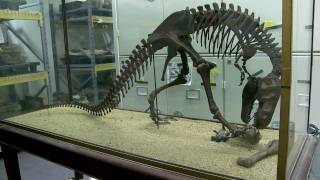 Inside the Collections Paleontology and the Big Bone Room [upl. by Nomead781]