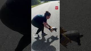 This turtle was rescued from the road and were so grateful turtles [upl. by Fowle]