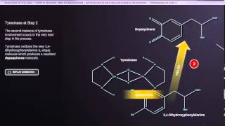 ANATOMY SKIN TYROSINASE PATHWAY [upl. by Steffane]