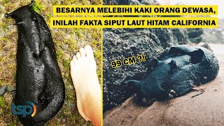 ENG SUB With Bigger Feet Than an Adult Human Here are Some Facts About the Black Sea Slug [upl. by Danais]