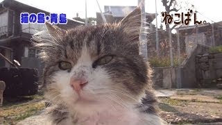 ねこばん2014年５月号「愛媛の猫島 青島特集」Japanese Cat island Aoshima編 [upl. by Hsan92]