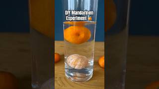 DIY Mandarinen Experiment funforkids kindergarten experiment diy kidscrafts science forkids [upl. by Arekahs]